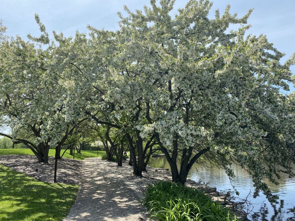 Nature path with flowering Trees and lake